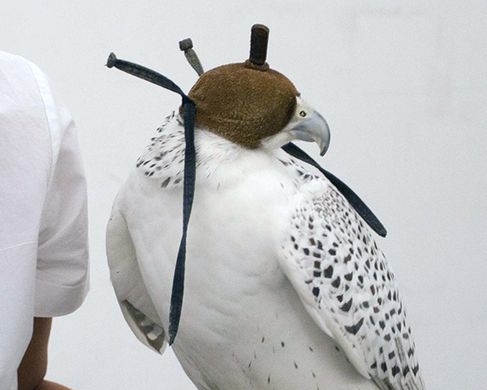 Aima_1 - Palace Gossip, 2018, performative reading, gyrfalcon, falconer's glove, hood, shackles, Courtesy of Raja'a Khalid
