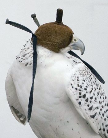Aima_1 - Palace Gossip, 2018, performative reading, gyrfalcon, falconer's glove, hood, shackles, Courtesy of Raja'a Khalid