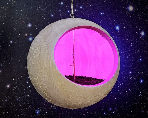 Kunsthaus_Seeds_-9807 - Christian Kosmas Mayer, Moon Tree, 2026, Ausstellungsansicht, Seeds. Reclaiming Roots, Sowing Futures, 2026, KunstHausWien, Foto: Iris Ranzinger
