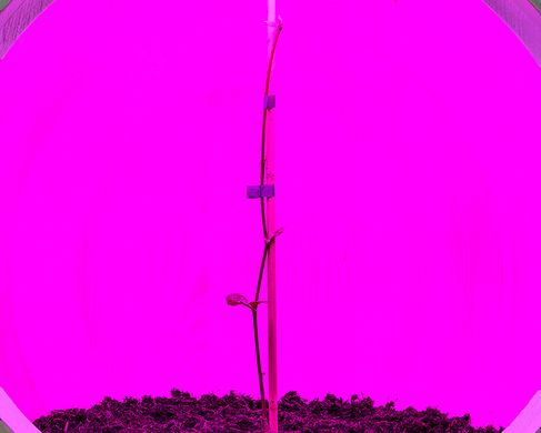 Kunsthaus_Seeds_-9798_a - Christian Kosmas Mayer, Moon Tree, 2026, Ausstellungsansicht, Seeds. Reclaiming Roots, Sowing Futures, 2026, KunstHausWien, Foto: Iris Ranzinger