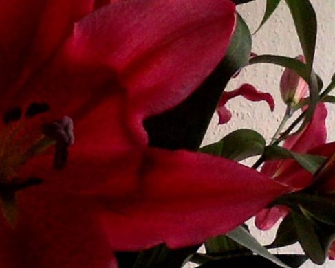 Noack - Foto von roten Blumen