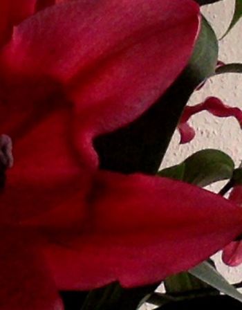 Noack - Foto von roten Blumen